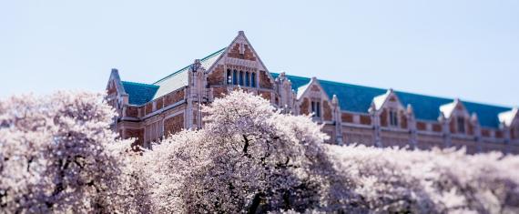 Raitt Hall rises above cherry trees in full bloom