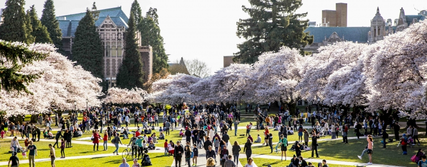 Many pink blossomed cherry trees in bloom and many students.