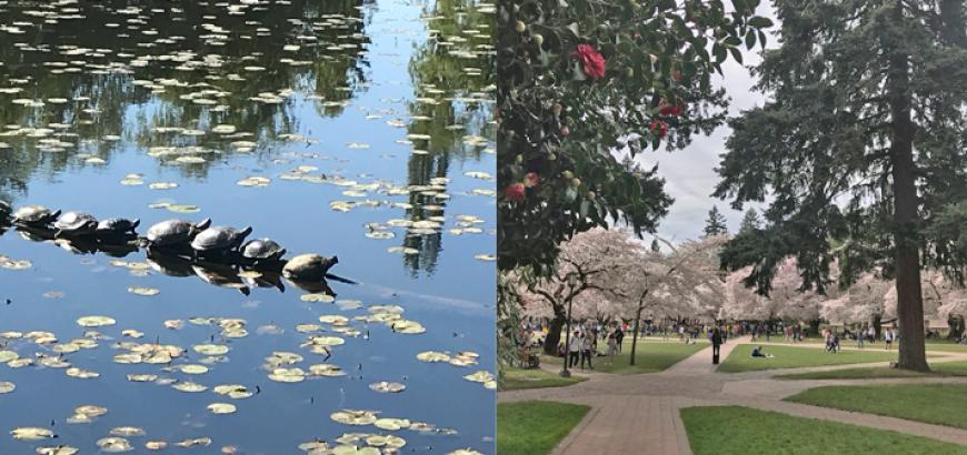 turtles sitting and a path with flowers